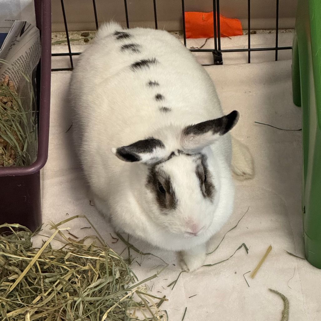 Hello my name is Waffles