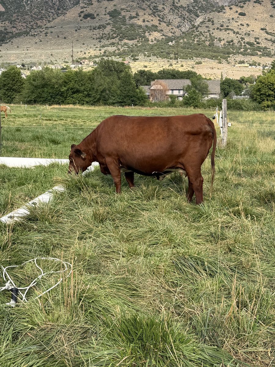 2020 cow shorthorn
