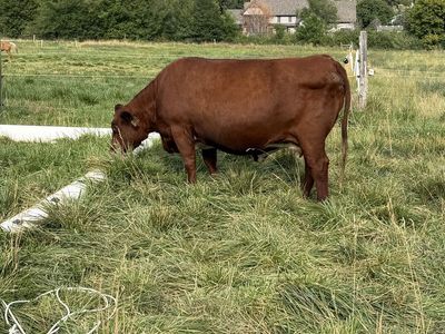 2020 cow shorthorn