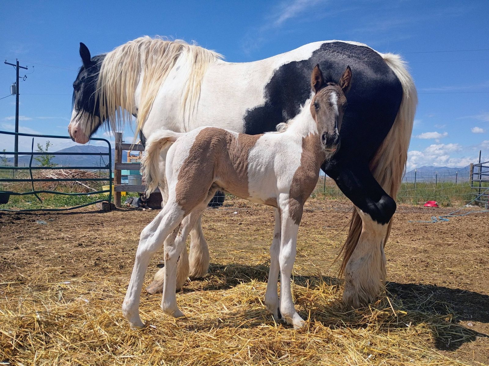 Draft Cross Grulla Colt