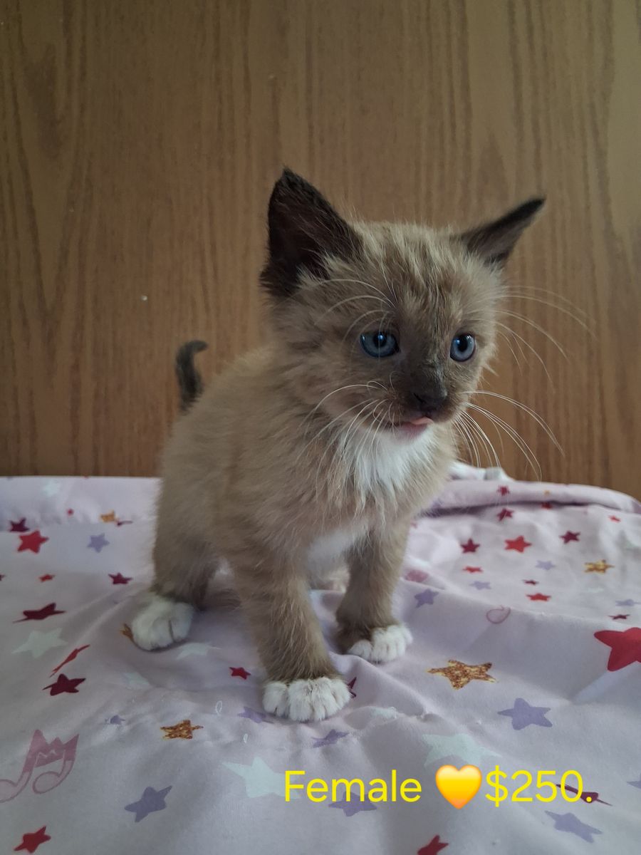 Chocolate colored kitten female & male