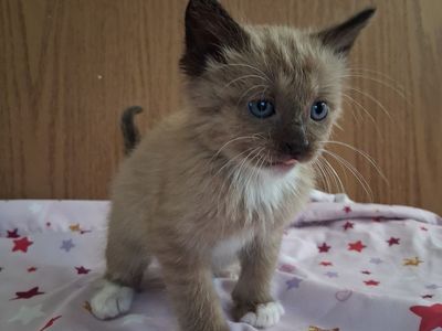 Chocolate colored kitten female & male