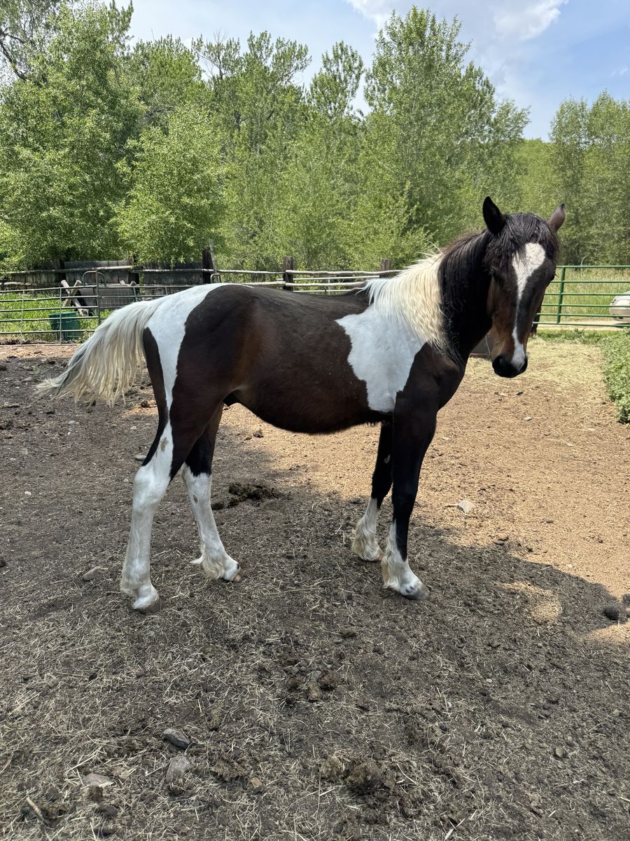 1/2 Percheron Colt (uncut)