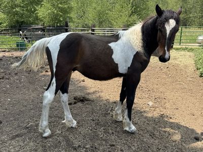 1/2 Percheron Colt (uncut)