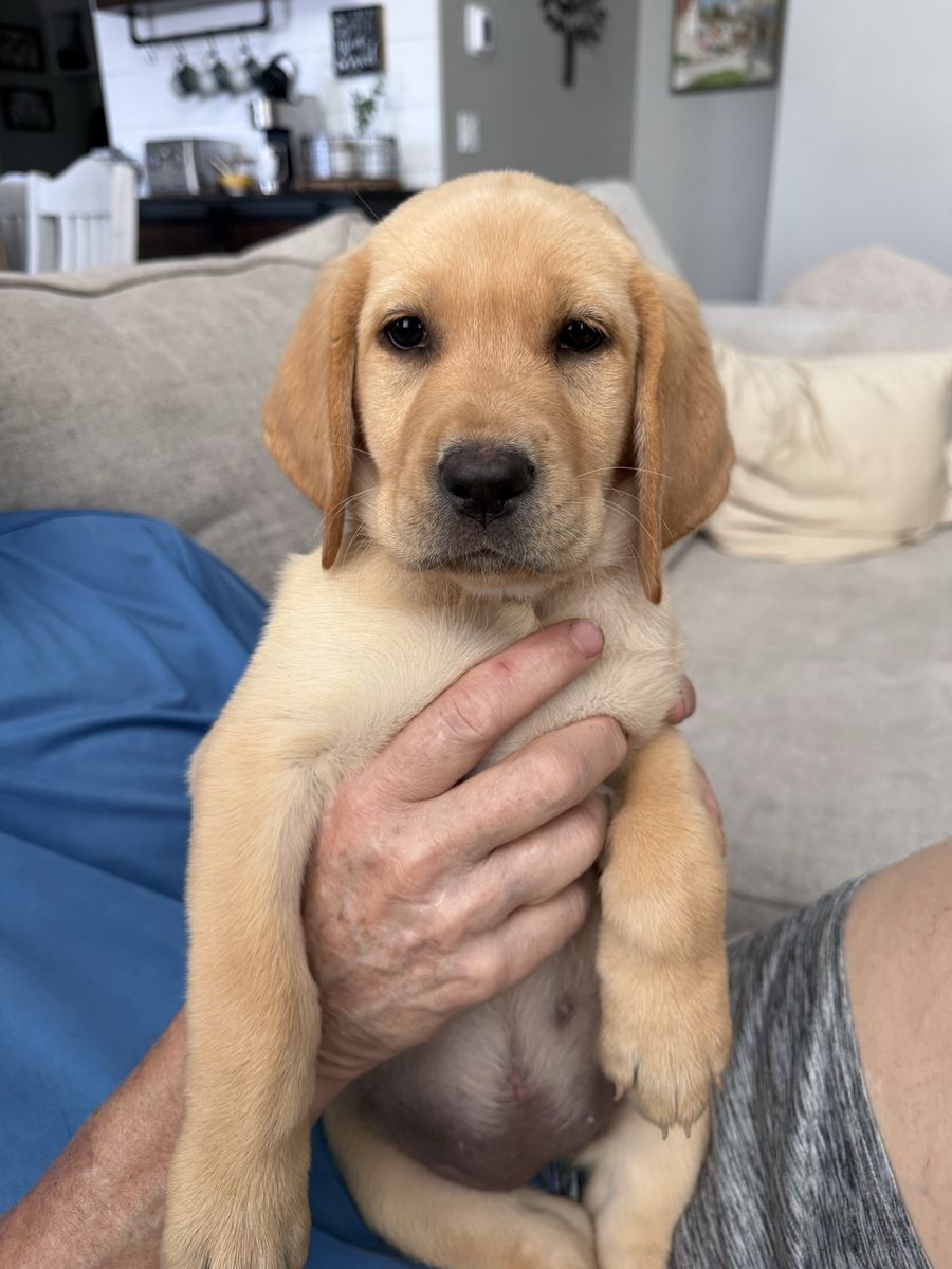 AKC Labrador Retriever Puppies - Ready Now! (Yellow & Black)