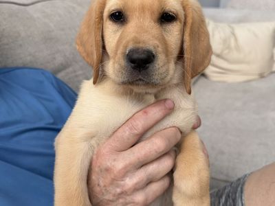 AKC Labrador Retriever Puppies - Ready Now! (Yellow & Black)