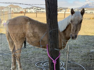 Prince Rocky Mountain horse