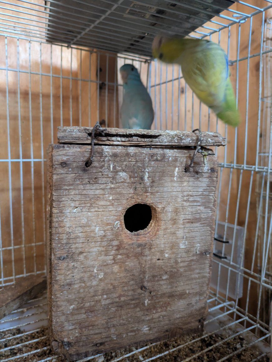 parrotlets for sale