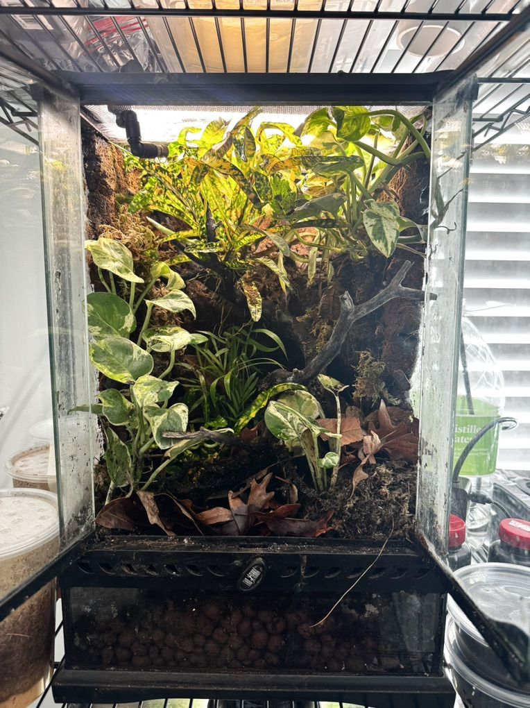 Bioactive Terrarium