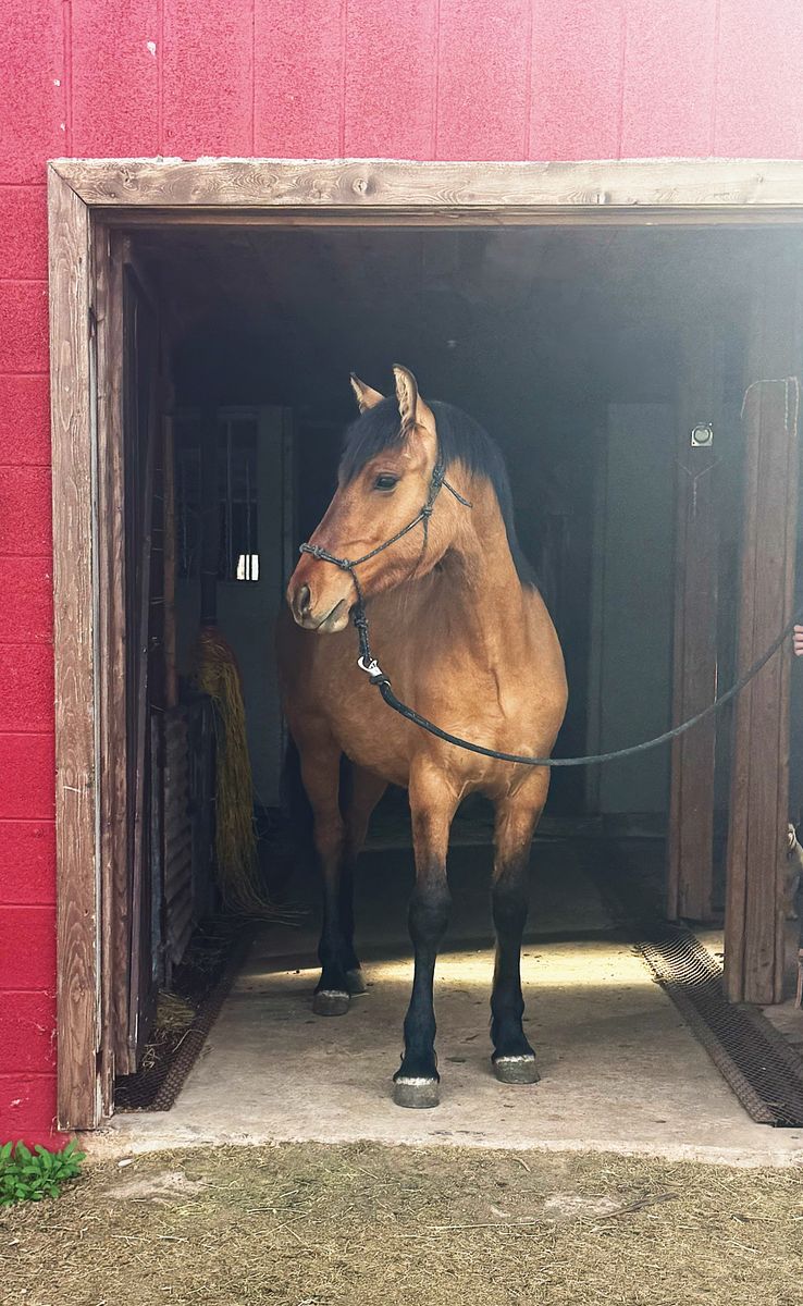 2025 Bay Dun Moriesian Colt