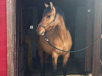 2025 Bay Dun Moriesian Colt