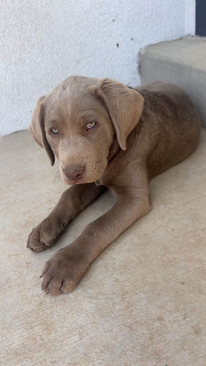 Silver Lab female AKC