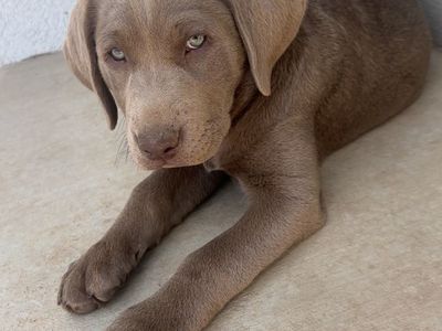 Silver Lab female AKC