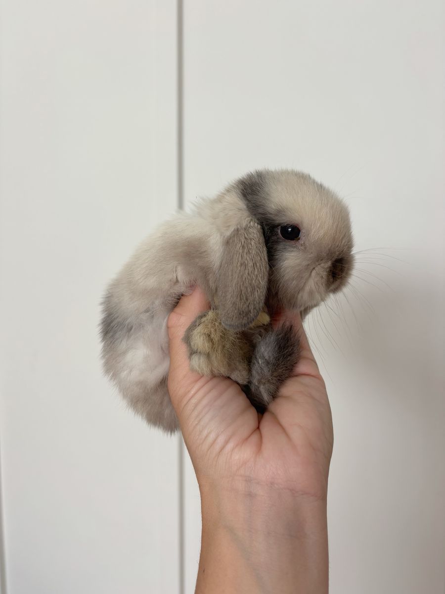 Holland lop doe