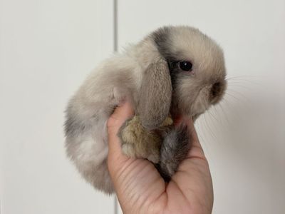 Holland lop doe
