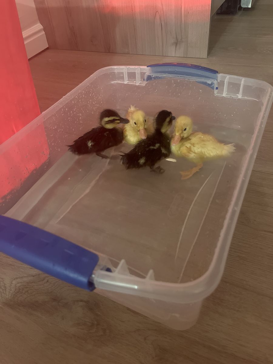 Ducklings
