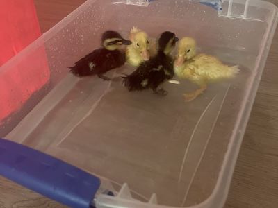 Ducklings