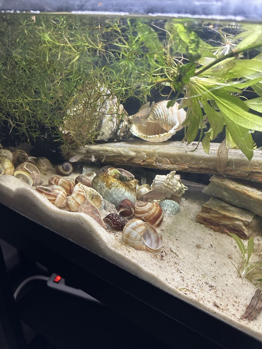 Fish Tank 20 gallons with stand and all fish