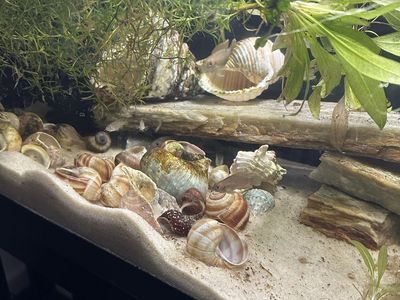Fish Tank 20 gallons with stand and all fish
