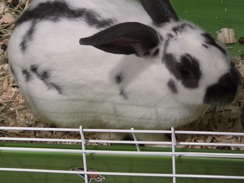 Free Rabbit