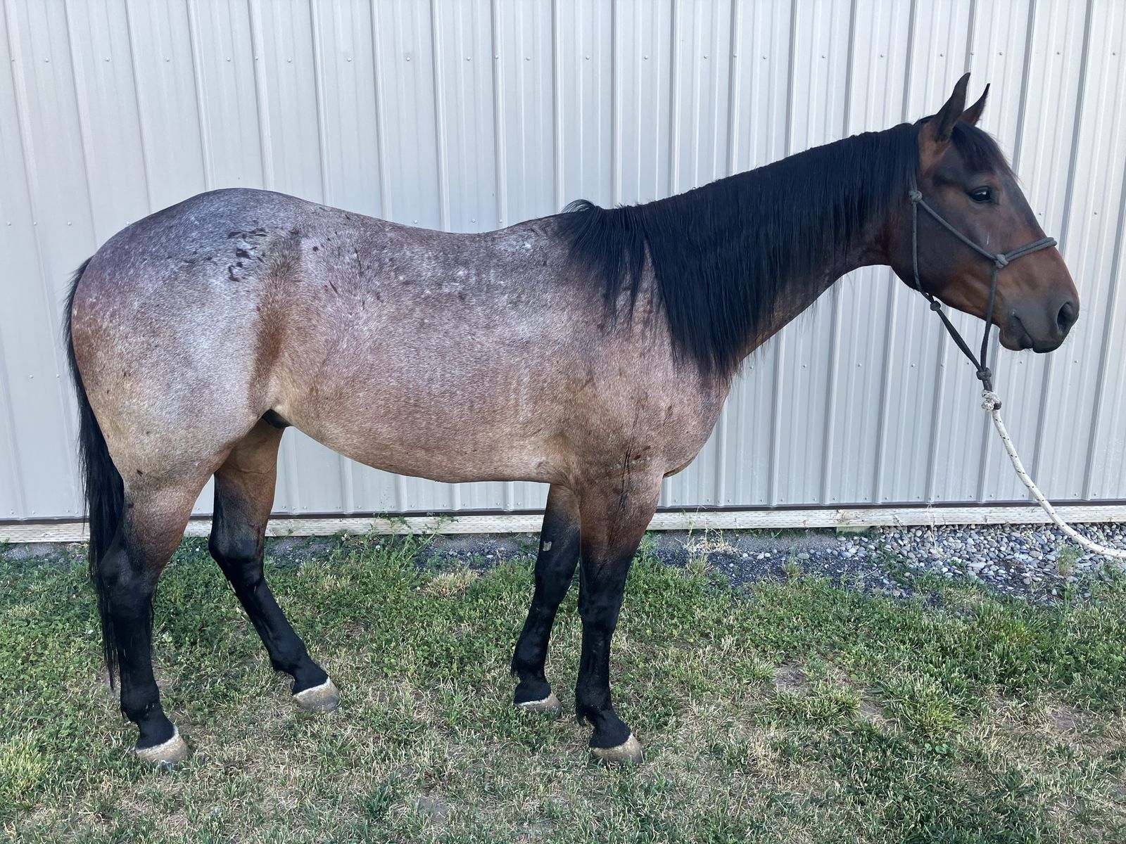 4 Yr Old Bay Roan Gelding