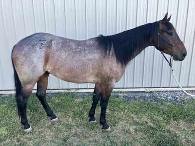 4 Yr Old Bay Roan Gelding