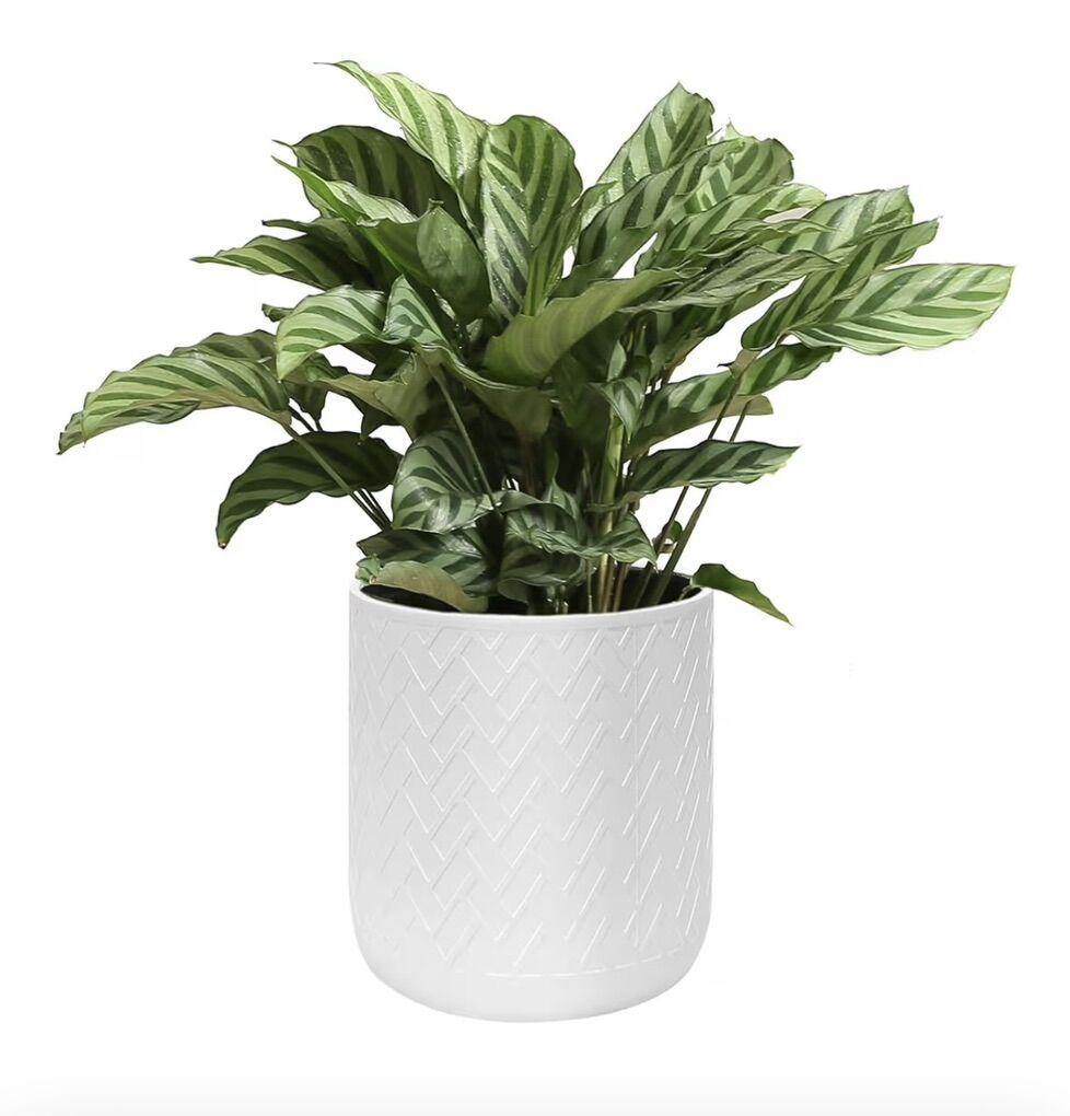 12 In Round Flowerpot, White (plant not included)