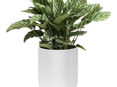 12 In Round Flowerpot, White (plant not included)
