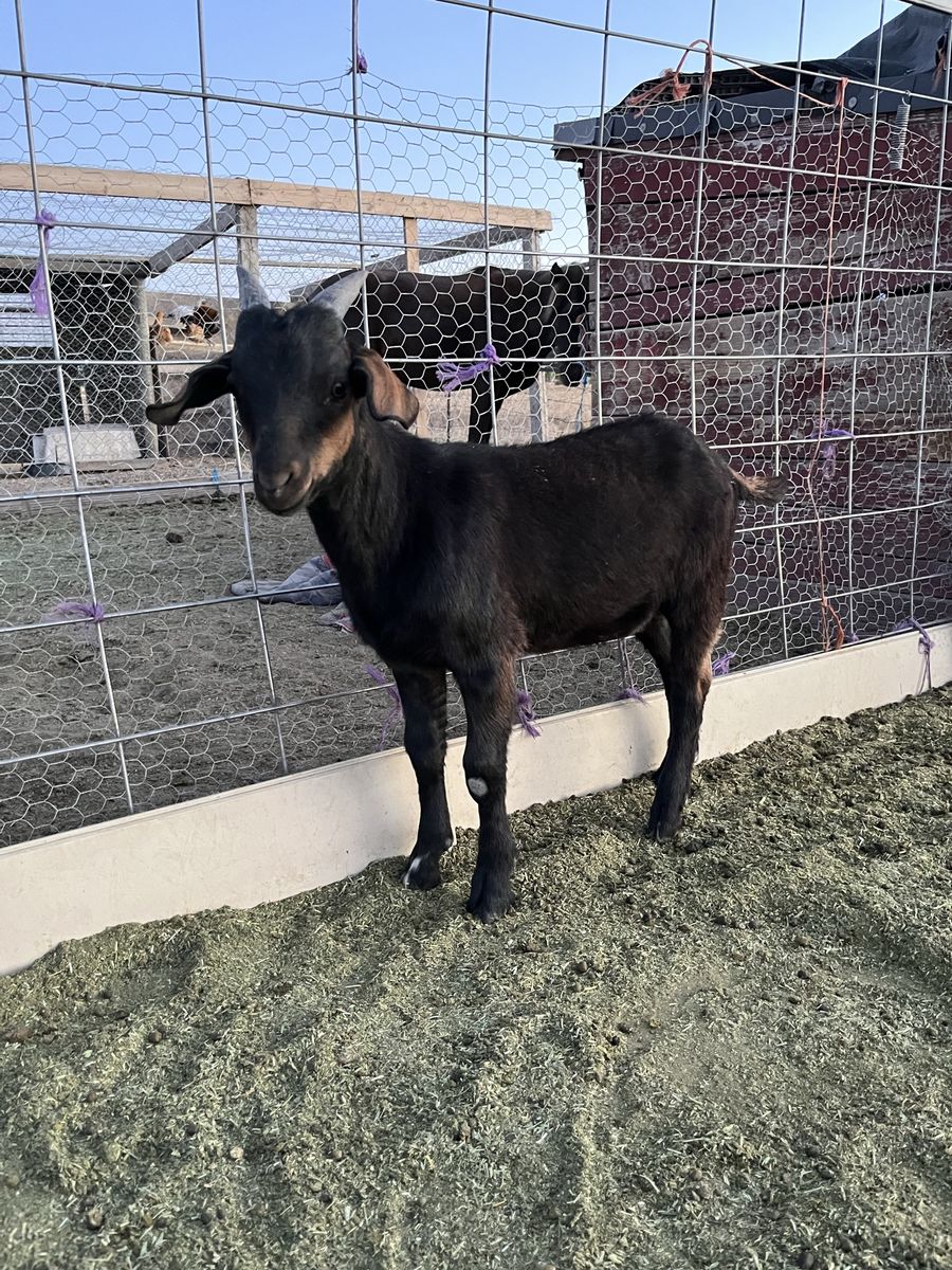 Boar for sale