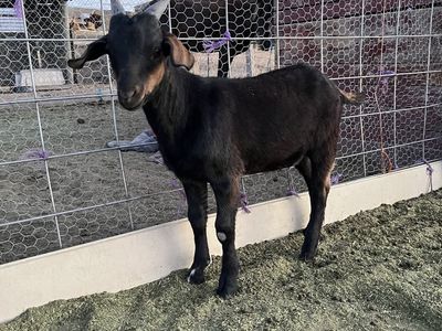 Boar for sale