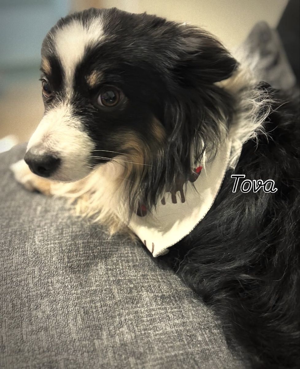 FREE 4yo Male Miniature Australian Shepherd