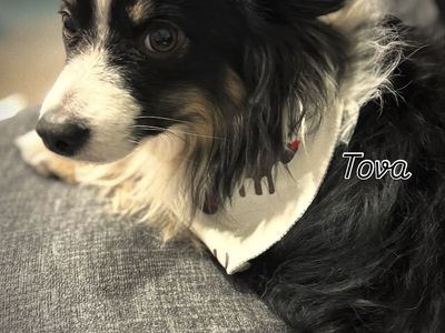 FREE 4yo Male Miniature Australian Shepherd