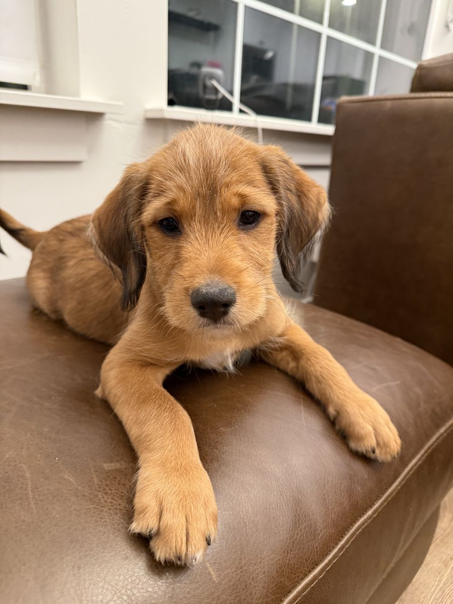 Puppies available for adoption