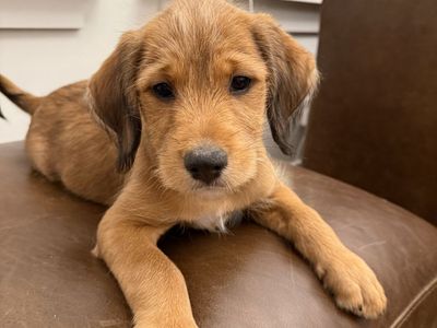 Puppies available for adoption
