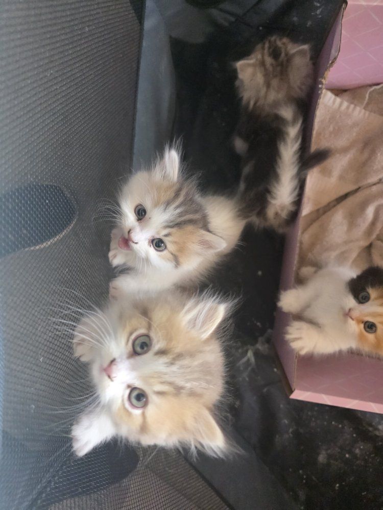 tica registered male munchkin / minuet kitten