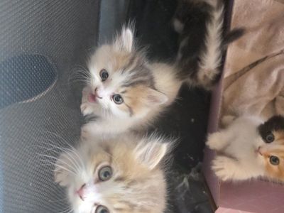 tica registered male munchkin / minuet kitten