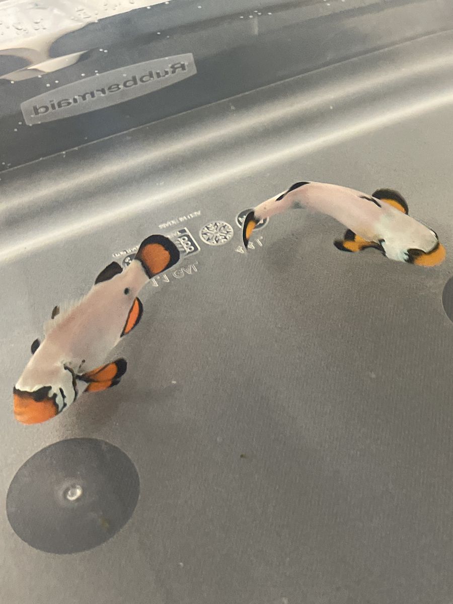 Frostbite clownfish
