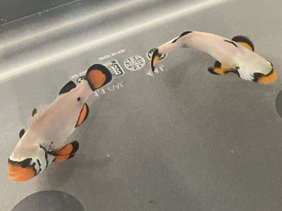 Frostbite clownfish
