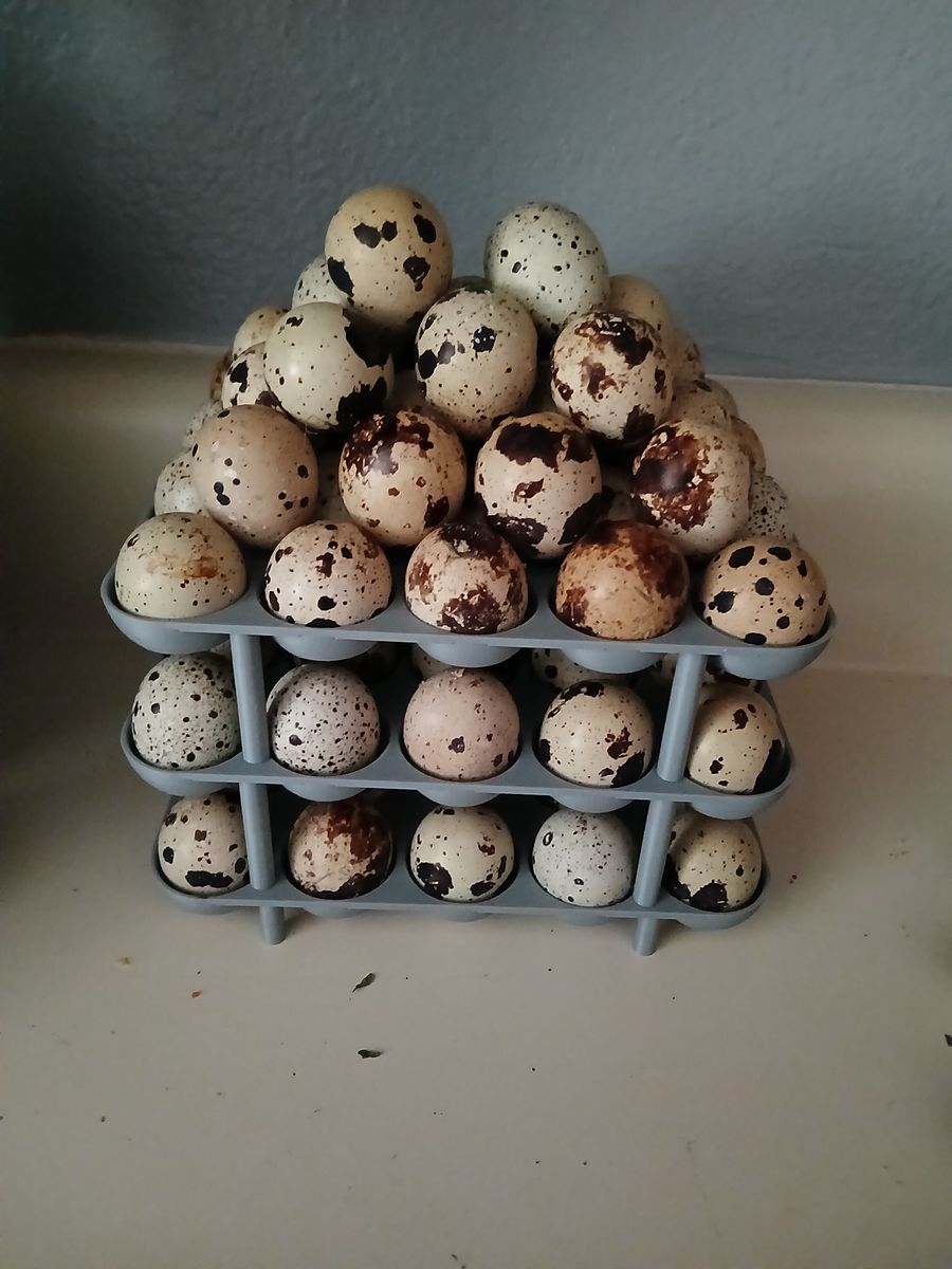 Quail Eggs