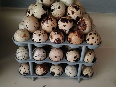 Quail Eggs