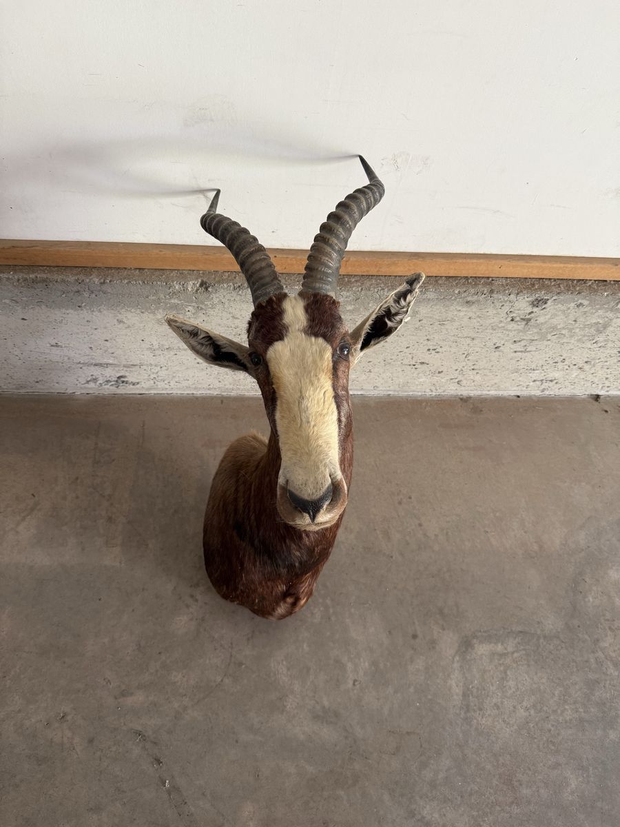 Blesbok Mount