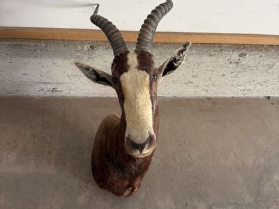 Blesbok Mount