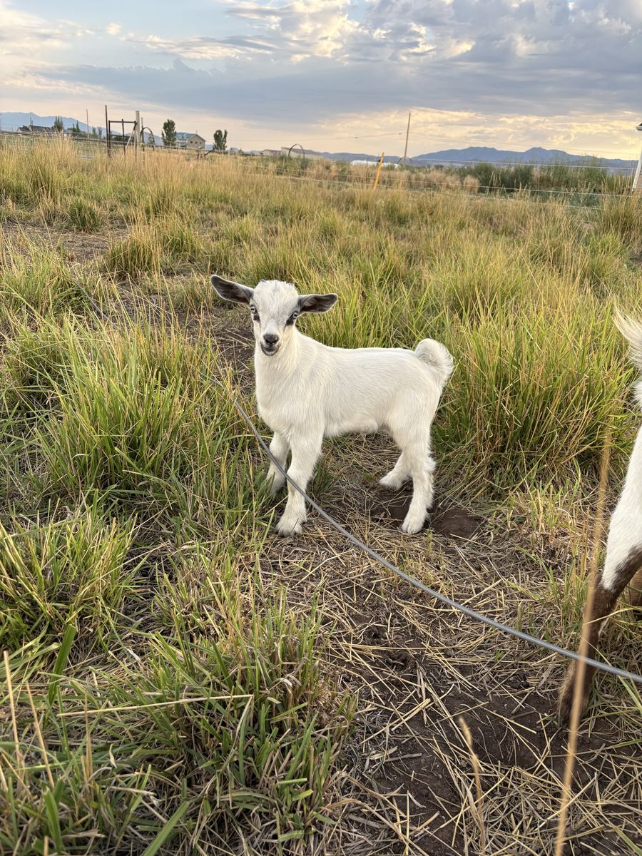 Nigerian Dwarf Goats