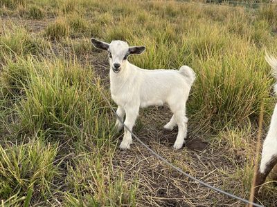 Nigerian Dwarf Goats