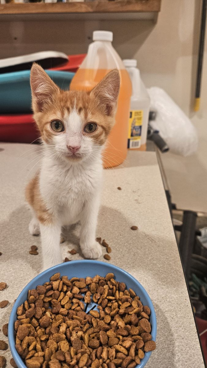 Female Kitten