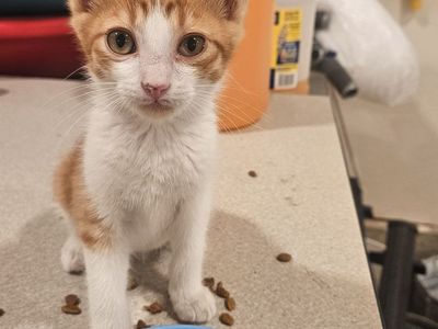 Female Kitten