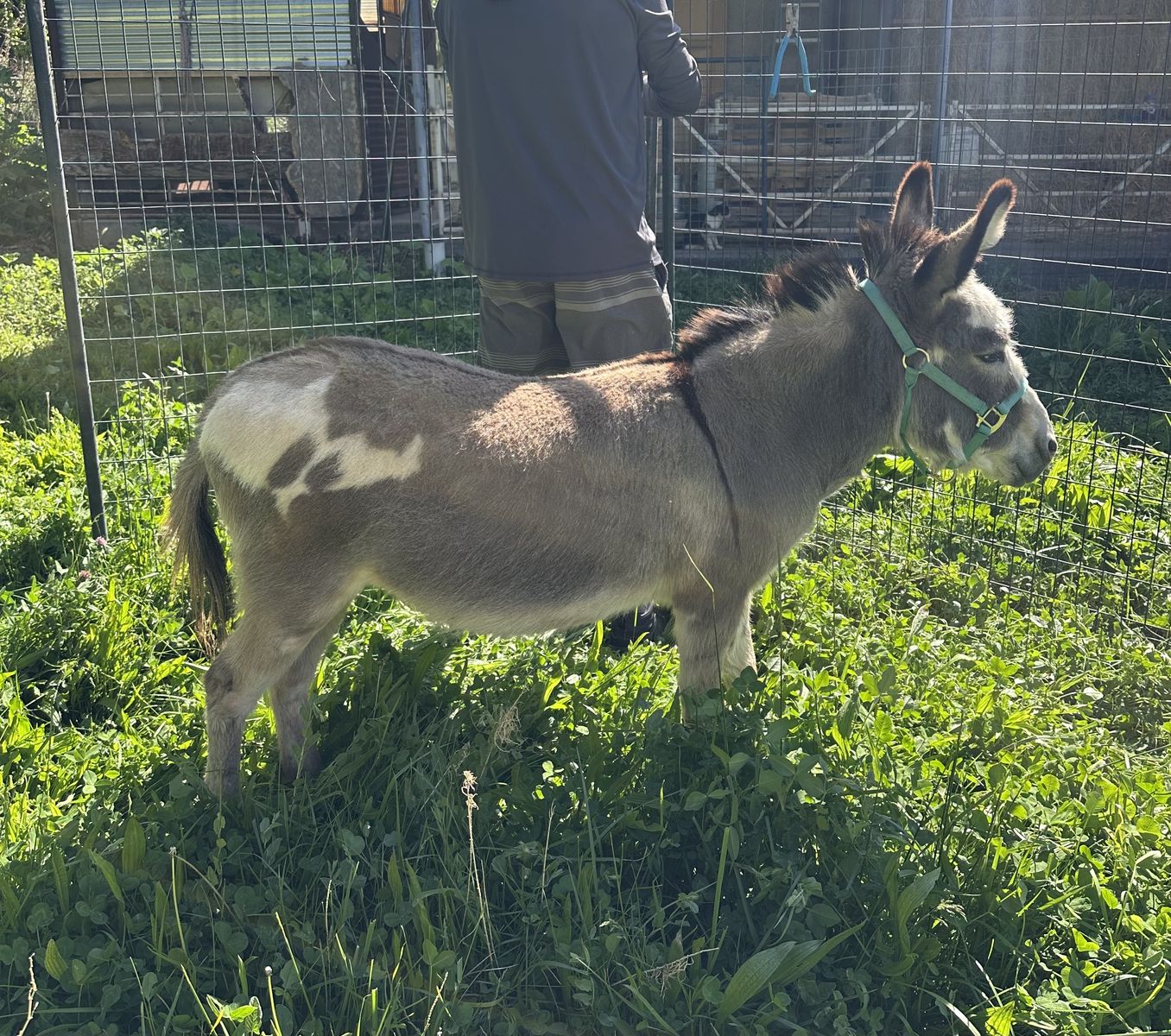 Mini Donkey Jenny / brood mare