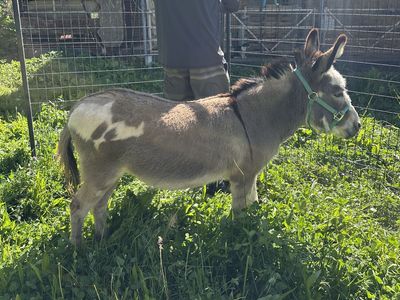 Mini Donkey Jenny / brood mare