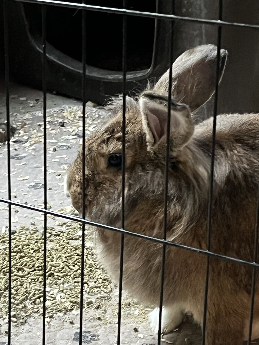 Rehoming chinchillas, bunnies, birds