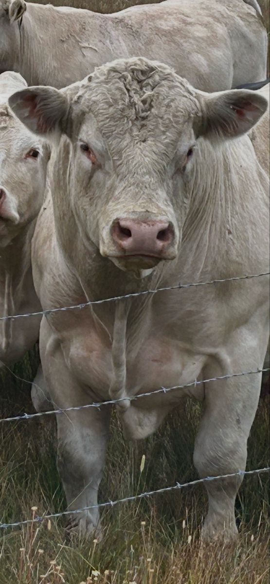 Charolais Bulls - Breed Leading Genetics